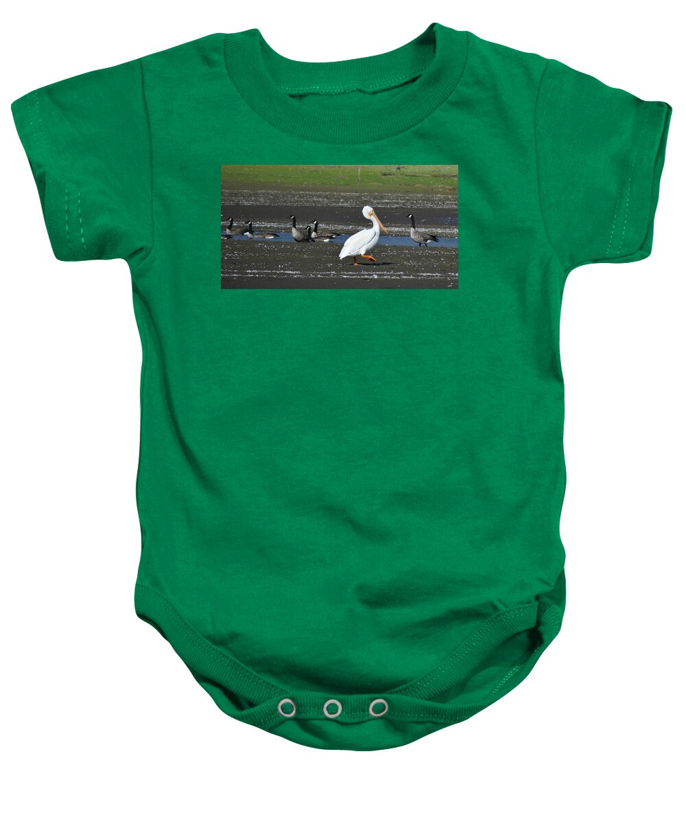 Pelican Baby Onesie featuring the photograph Step by Step by D Patrick Miller