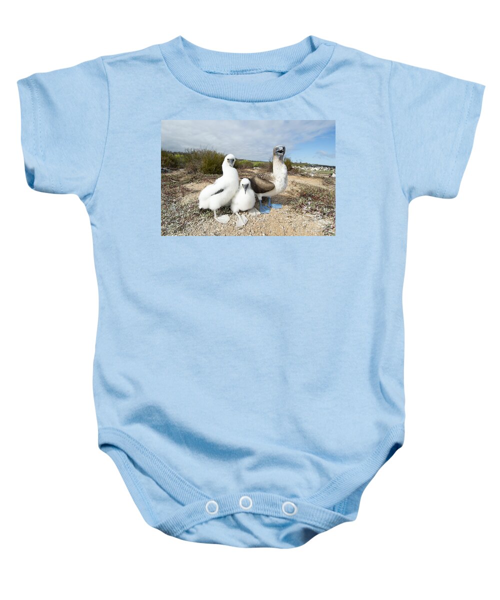531718 Baby Onesie featuring the photograph Blue-footed Booby With Chick At Nest #1 by Tui De Roy