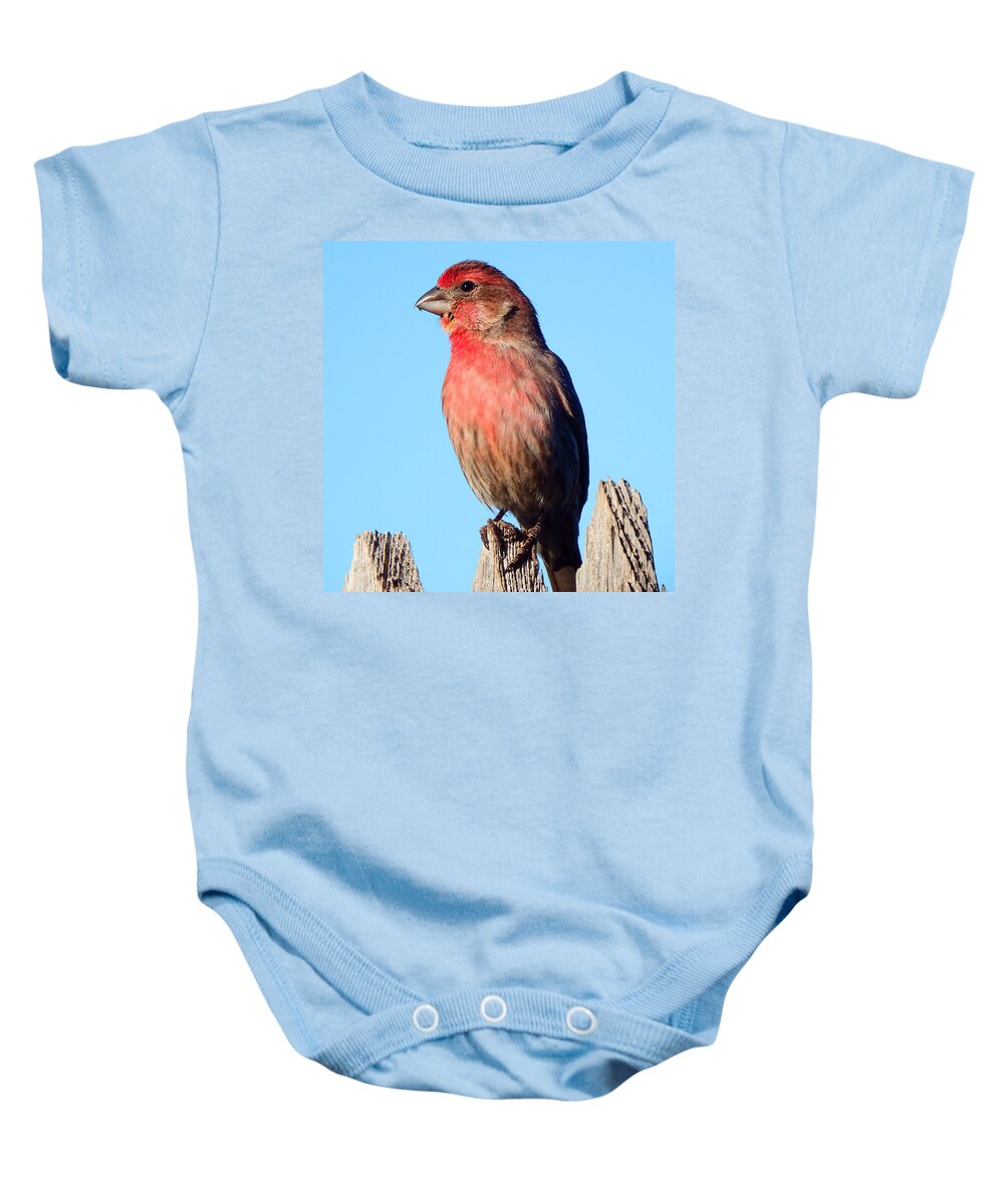 House Baby Onesie featuring the photograph House Finch #1 by David G Paul