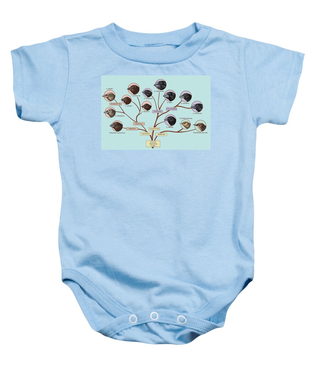 Nature Baby Onesie featuring the photograph Finch Family Tree, Illustration #3 by Spencer Sutton