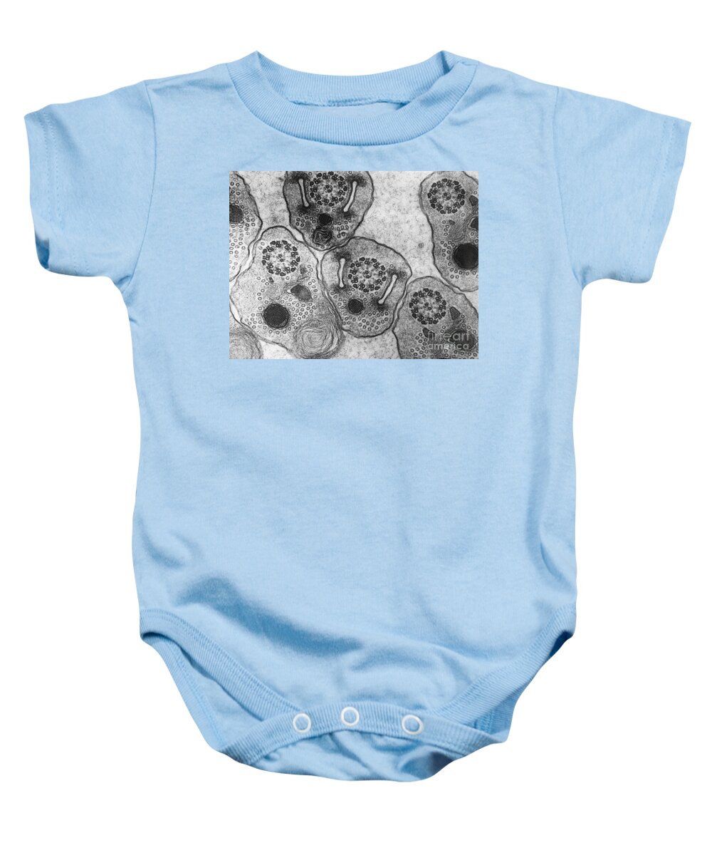 Science Baby Onesie featuring the photograph Hemiptera Sperm Tem #2 by David M. Phillips