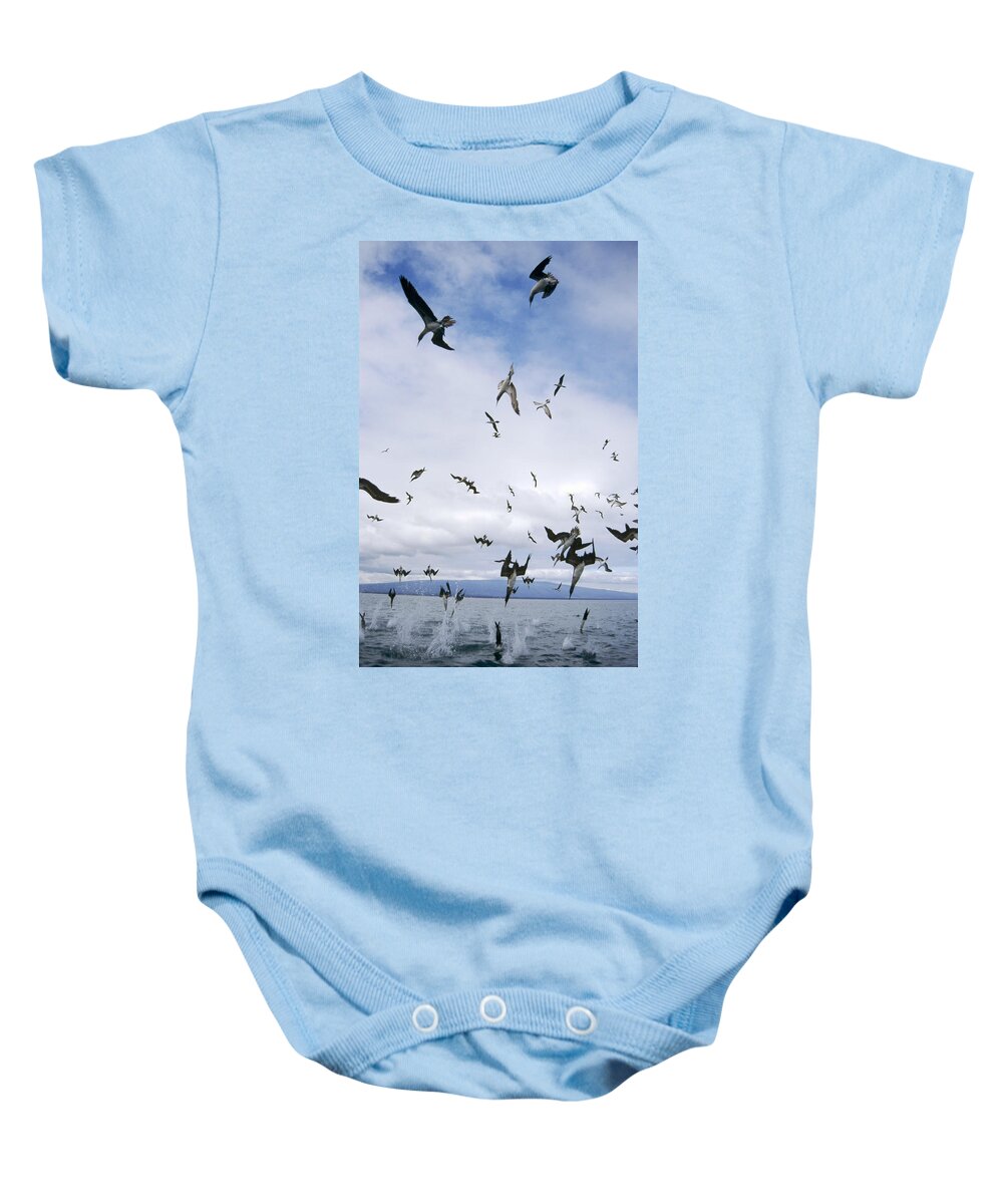 Feb0514 Baby Onesie featuring the photograph Blue-footed Booby Diving For Herring by Tui De Roy