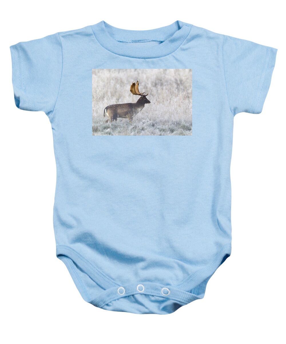 Feb0514 Baby Onesie featuring the photograph Fallow Deer Buck During The Rut by Duncan Usher