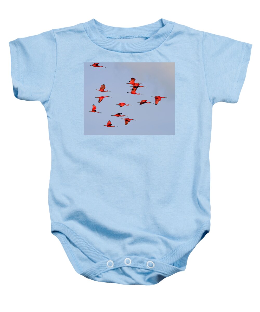 Scarlet Ibis Baby Onesie featuring the photograph Frankly Scarlet by Tony Beck