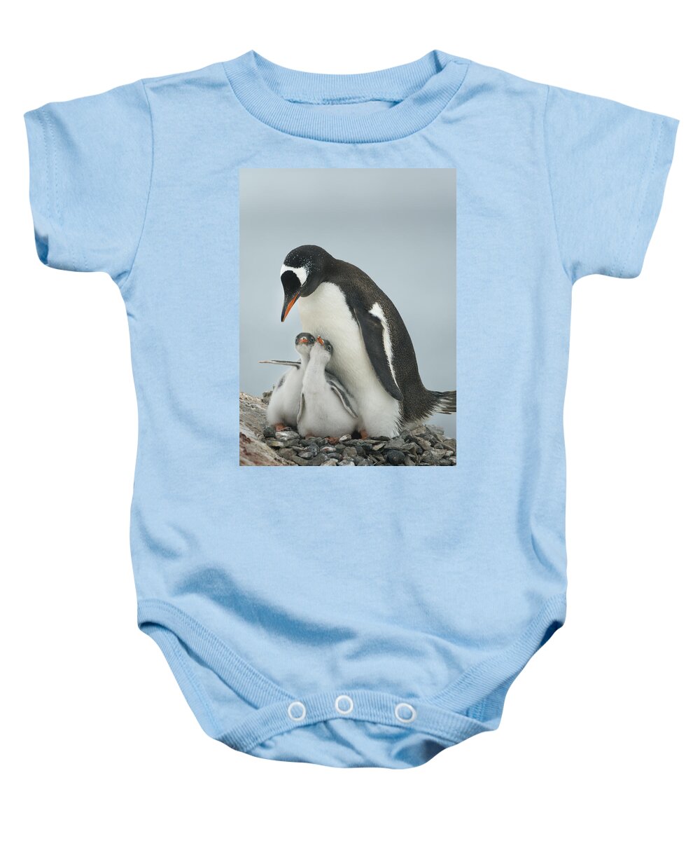534764 Baby Onesie featuring the photograph Gentoo Penguin With Chicks Antarctica by Kevin Schafer