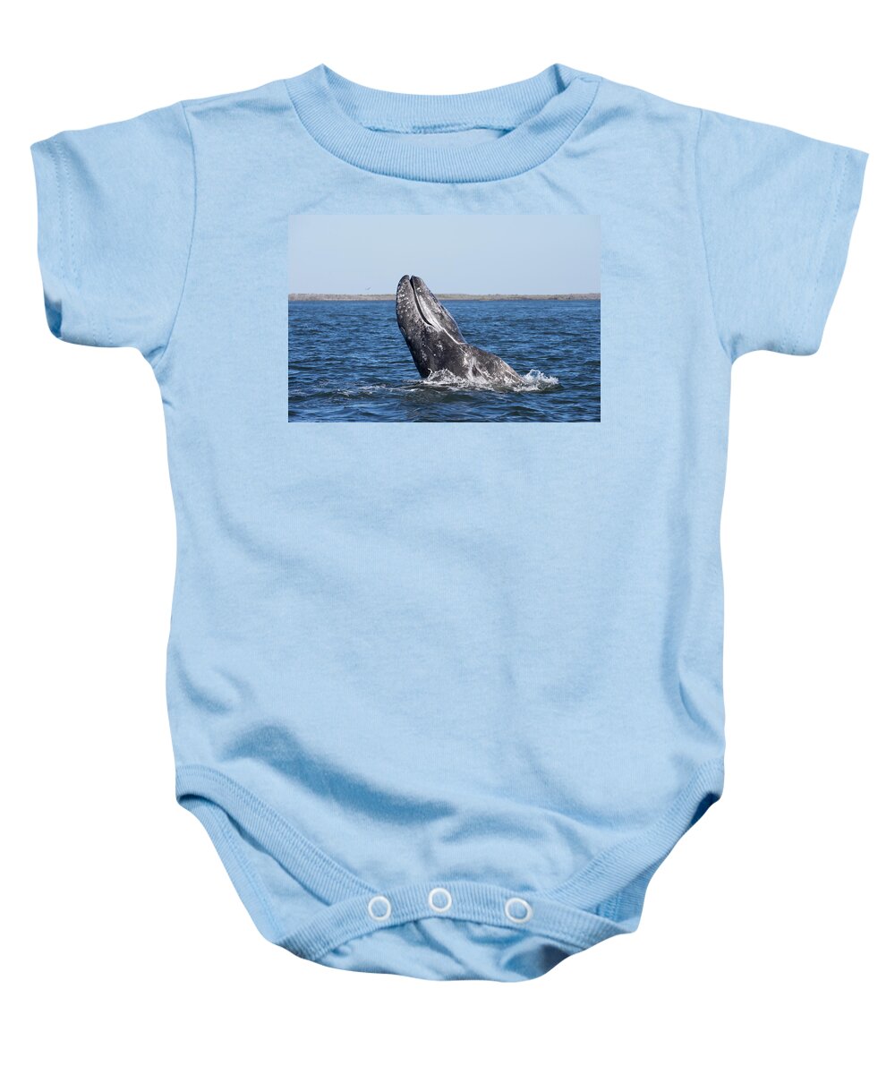 Feb0514 Baby Onesie featuring the photograph Gray Whale Spyhopping Magdalena Bay Baja by Flip Nicklin