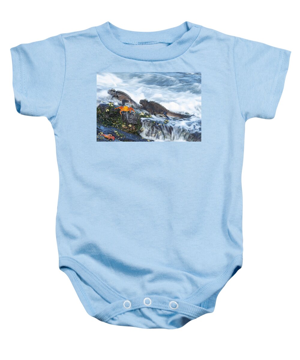 534121 Baby Onesie featuring the photograph Marine Iguanas And Sally Lightfoot Crab by Tui De Roy