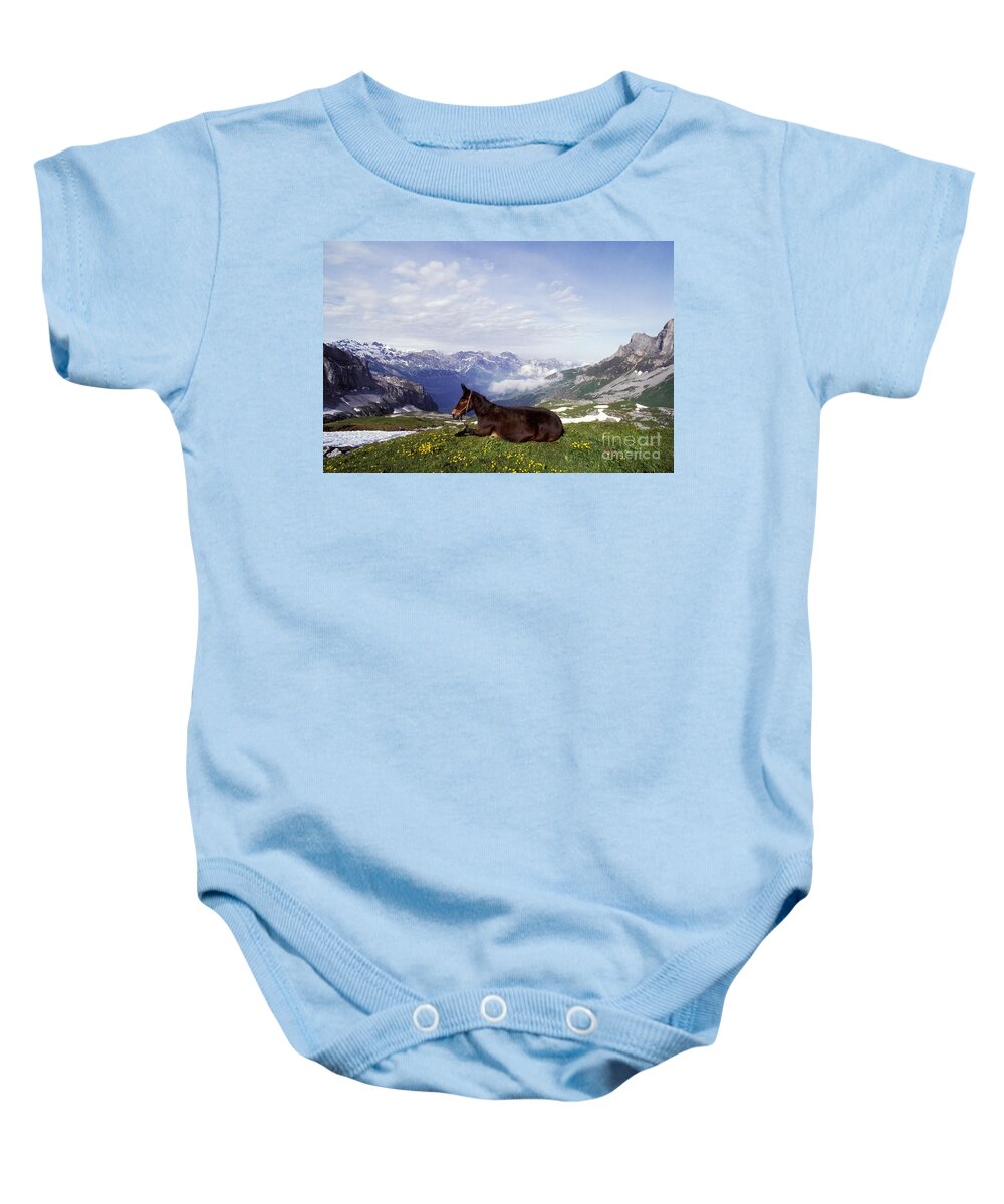 Horse Baby Onesie featuring the photograph Mule Lying Down In Alpine Meadow by Rolf Kopfle