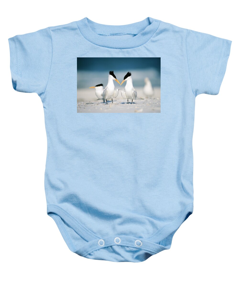 Royal Tern Baby Onesie featuring the photograph Royal Terns by Paul J. Fusco