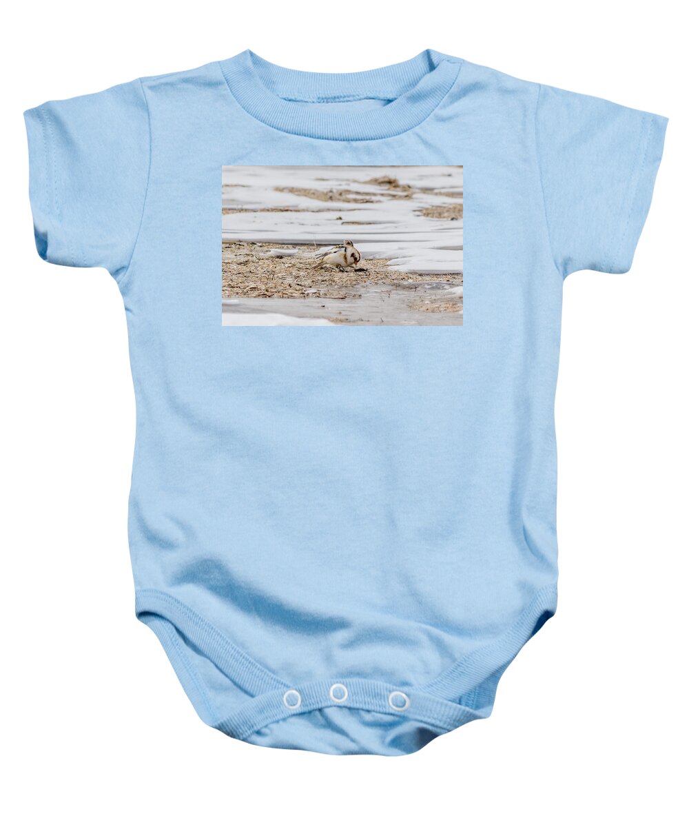 Calcariidae Baby Onesie featuring the photograph Snow Bunting foraging by SAURAVphoto Online Store