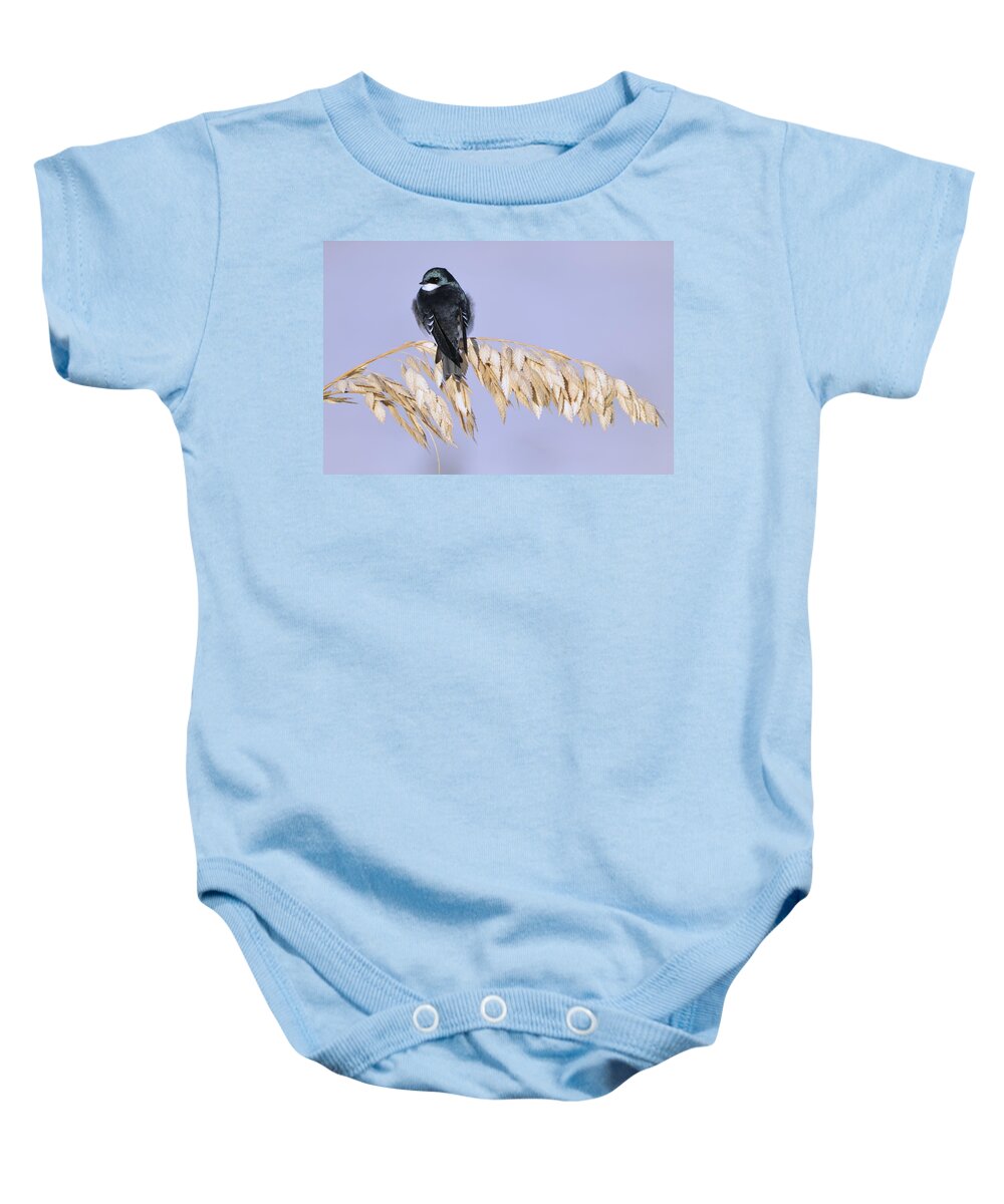 Tree Swallow Baby Onesie featuring the photograph Tree Swallow on Sea Oats by Bradford Martin