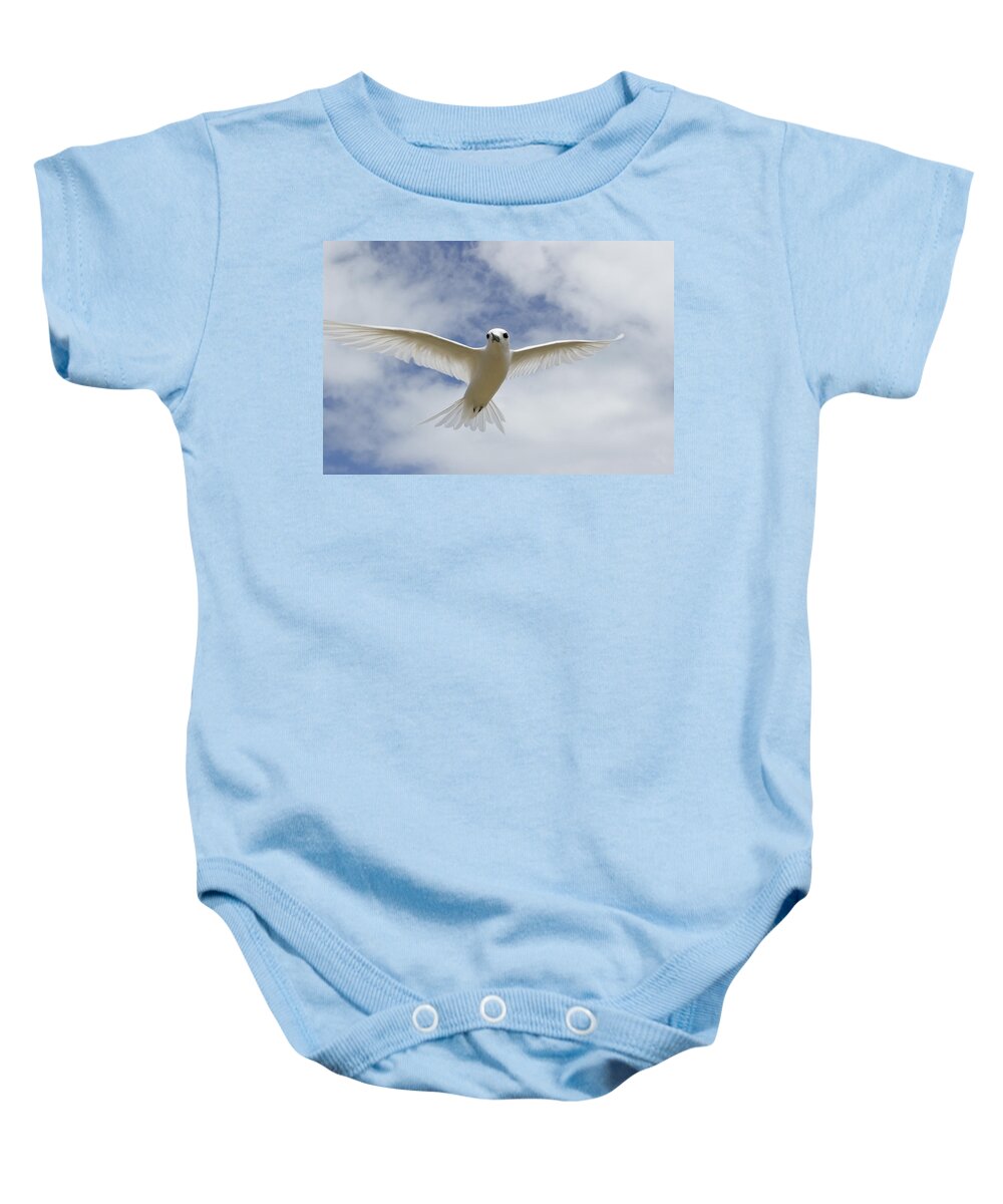 00429819 Baby Onesie featuring the photograph White Tern Flying Midway Atoll Hawaiian #1 by Sebastian Kennerknecht