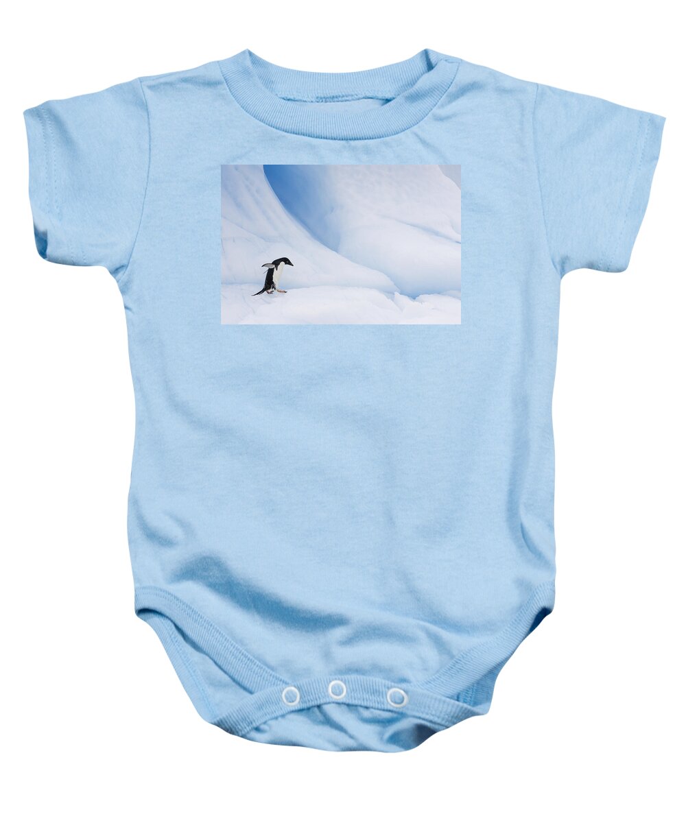 00761841 Baby Onesie featuring the photograph Adelie Penguin Walking On Iceberg by Suzi Eszterhas
