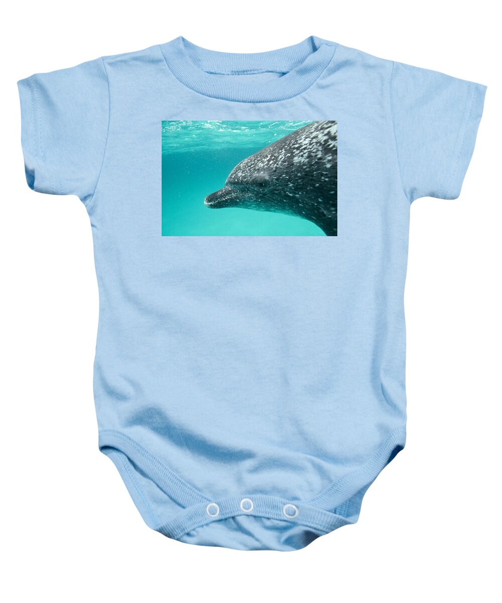 Mp Baby Onesie featuring the photograph Atlantic Spotted Dolphin Stenella by Flip Nicklin