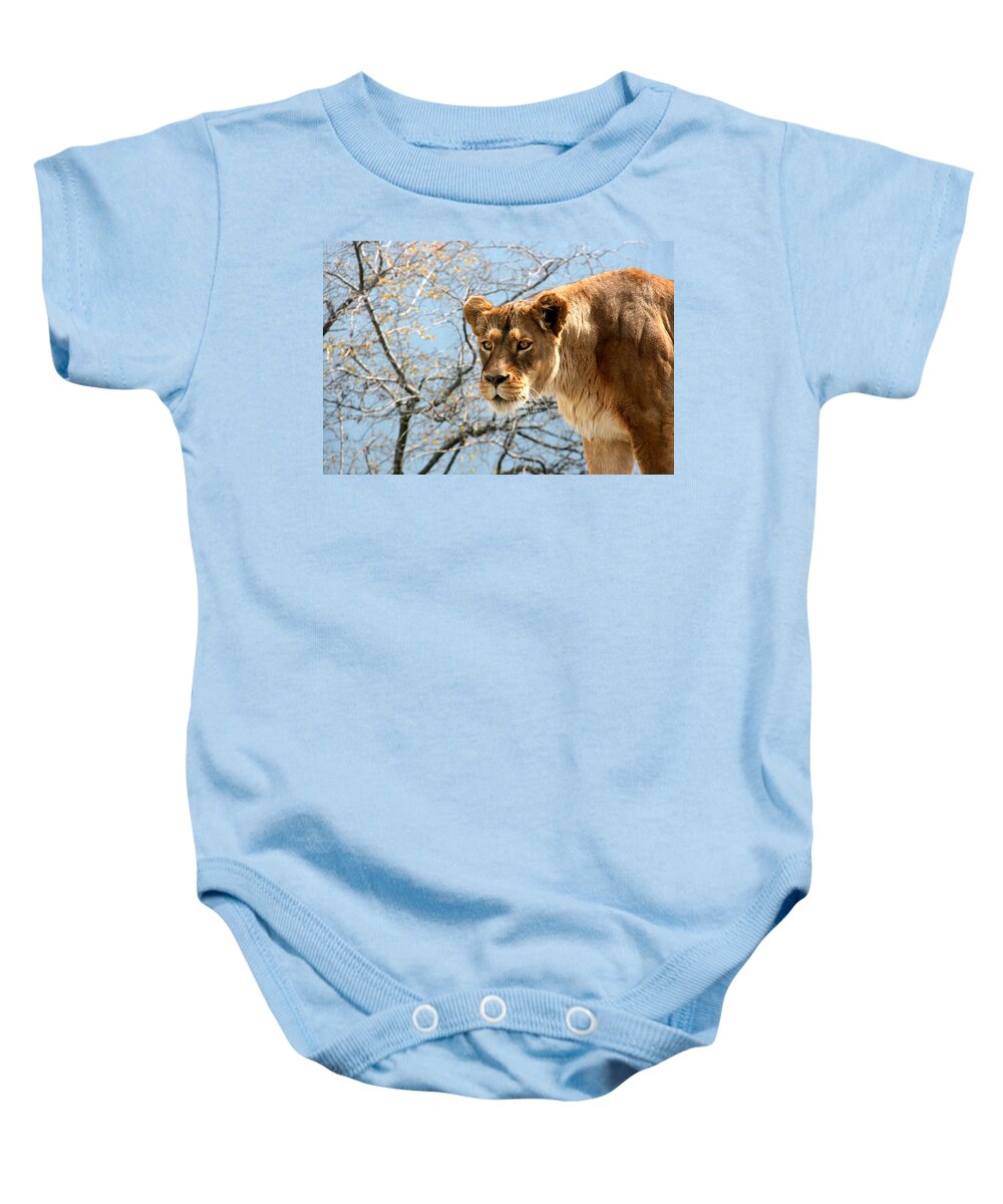 Lion Baby Onesie featuring the photograph Focus by George Jones