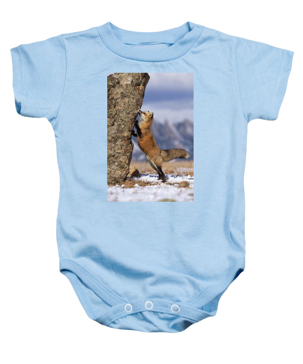Mp Baby Onesie featuring the photograph Red Fox Vulpes Vulpes Smelling Rock by Konrad Wothe