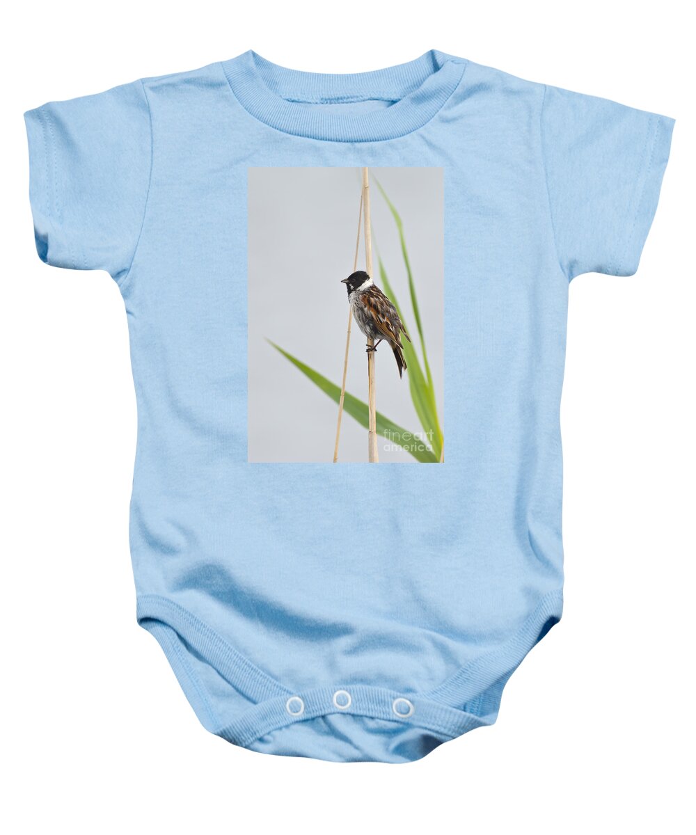 Common Reed Bunting Baby Onesie featuring the photograph Reed Bunting #1 by Steen Drozd Lund
