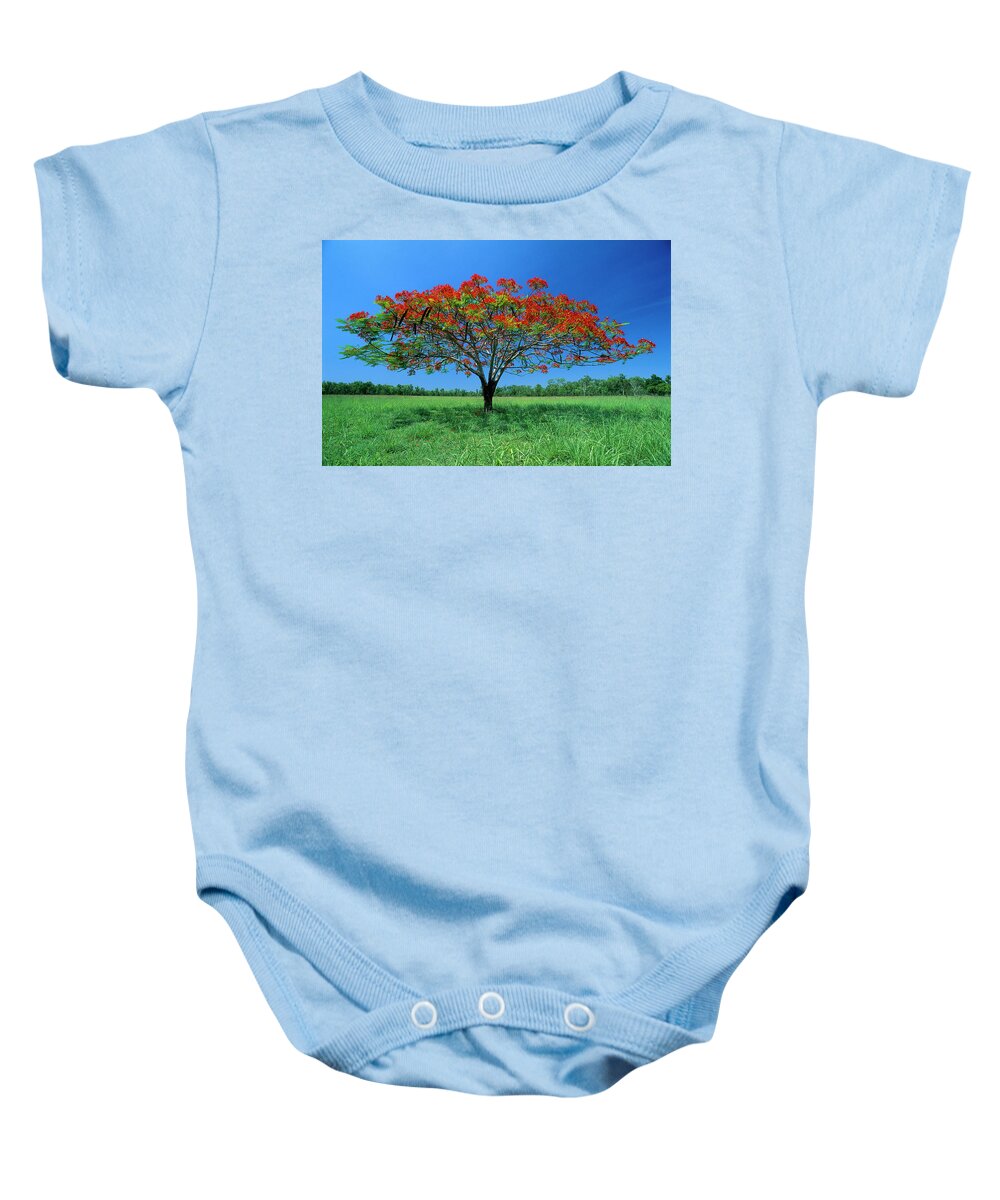 00785388 Baby Onesie featuring the photograph Acacia Tree Flowering by Thomas Marent