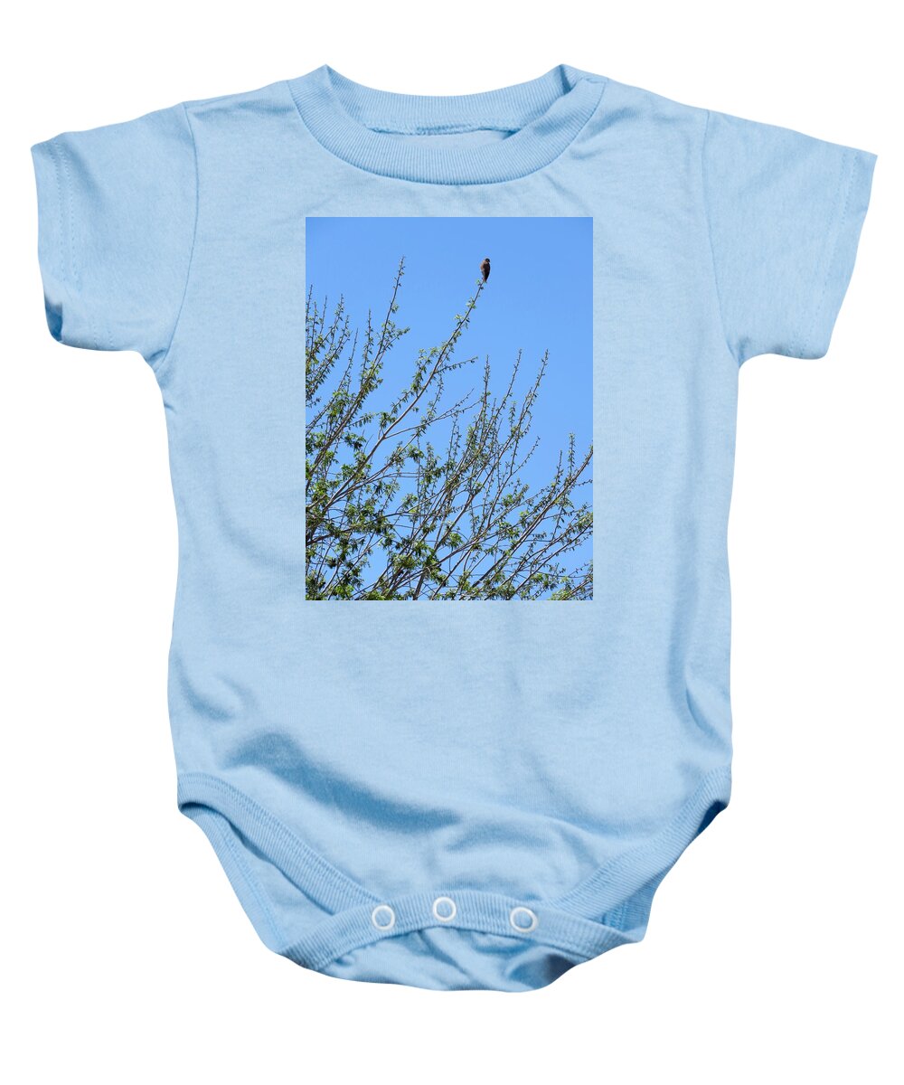  Falcons Baby Onesie featuring the photograph American Kestrel atop Pecan Tree by Judy Kennedy