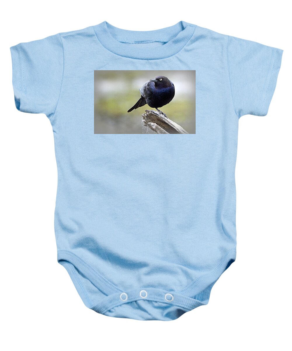 Birds Baby Onesie featuring the photograph Grackle Resting by AJ Schibig