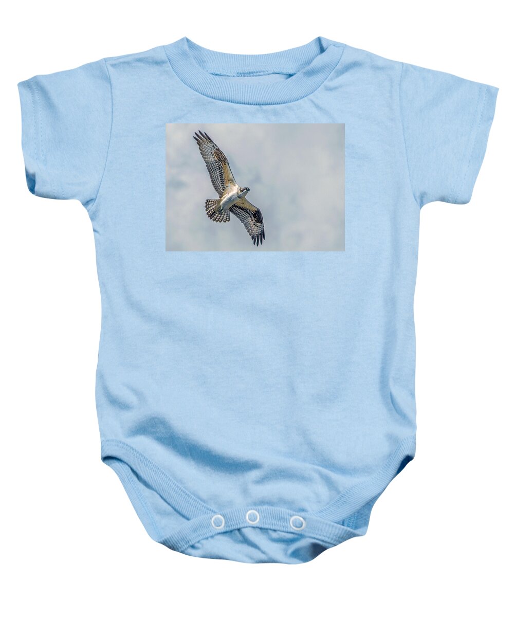 Osprey Baby Onesie featuring the photograph Osprey in Flight by Dawn Key