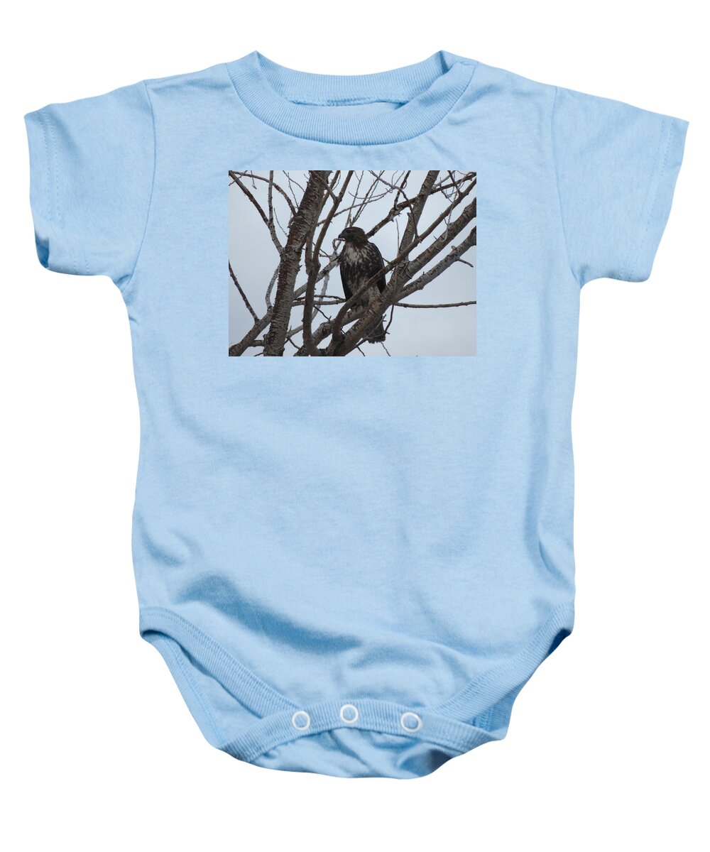 Red Tailed Baby Onesie featuring the photograph Red Tailed Hawk In Cottonwood Tree by Enaid Silverwolf