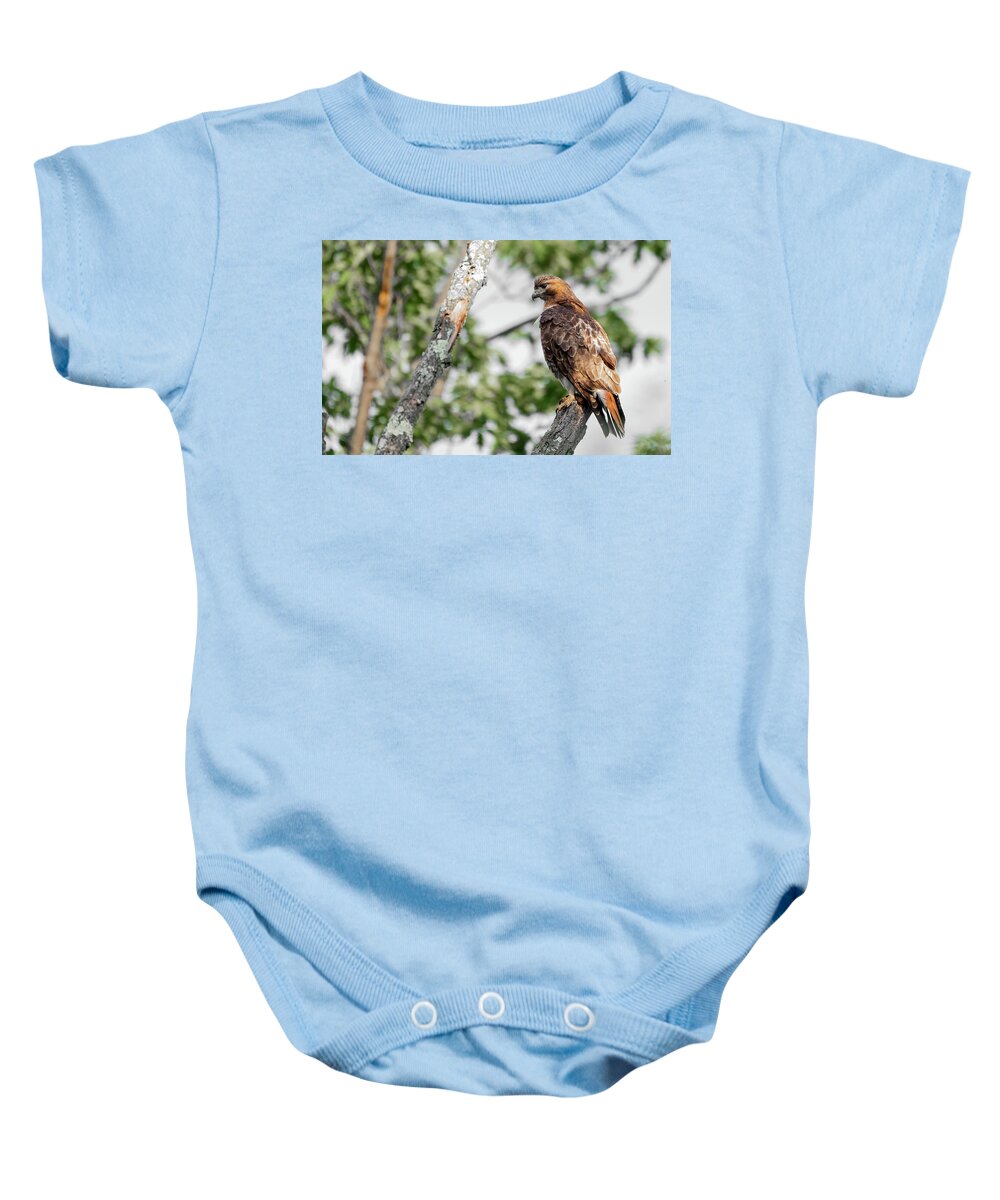 Red Tailed Hawk Baby Onesie featuring the photograph Red Tailed Hawk by Sam Rino