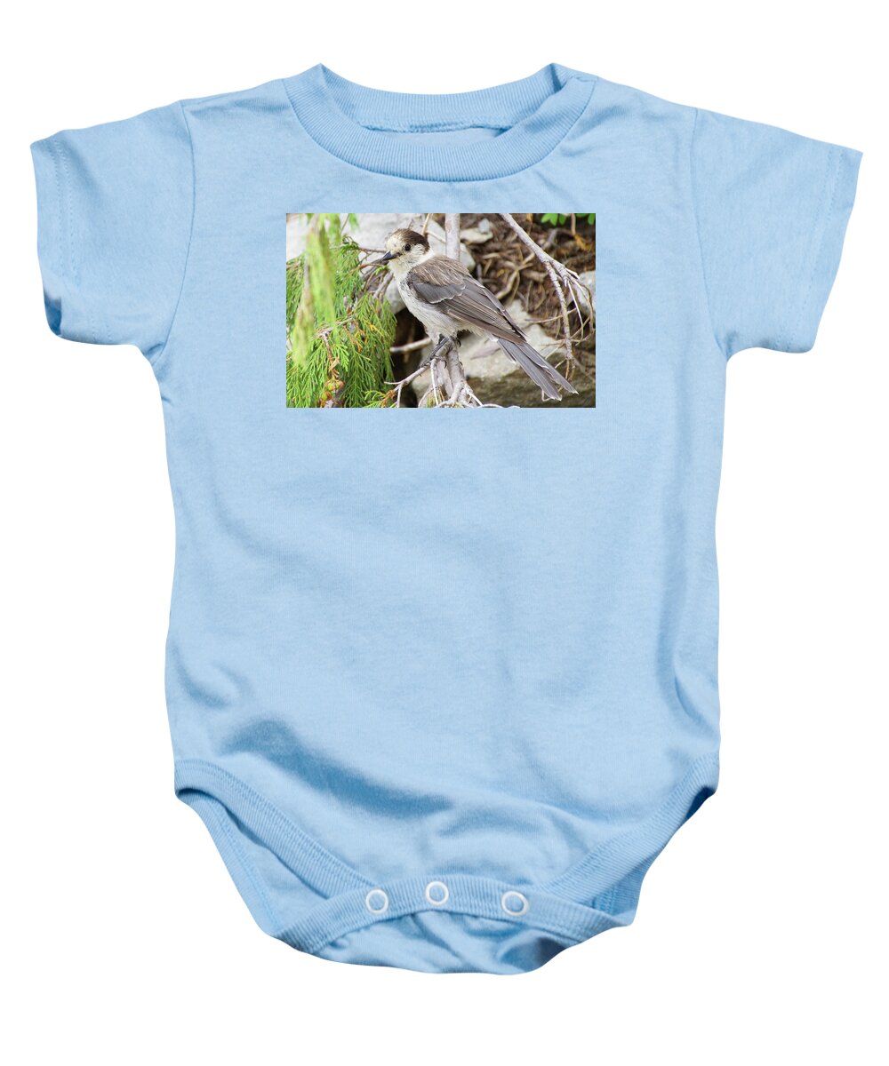 Jay Baby Onesie featuring the photograph Camprobber - the Gray Jay #2 by Steve Estvanik