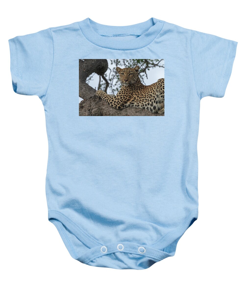 Leopard Baby Onesie featuring the photograph A Leopard Gazes from a Tree by Mark Hunter
