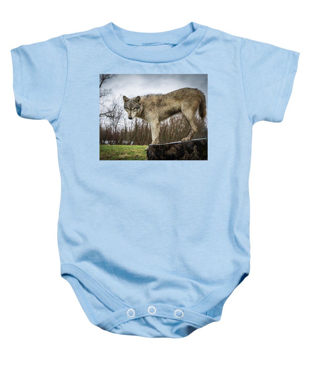 Wolves Wolf Baby Onesie featuring the photograph On a Slant by Laura Hedien