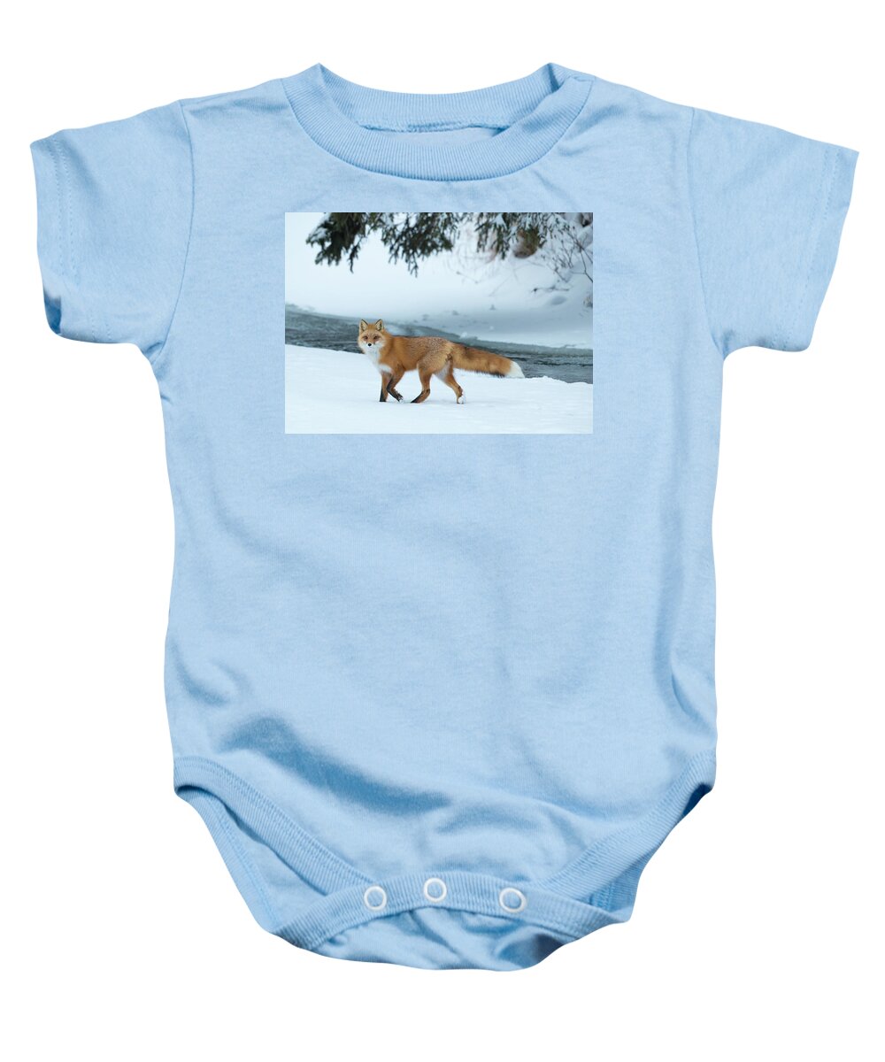 Sam Amato Photography Baby Onesie featuring the photograph Red Fox on a snowy day by Sam Amato