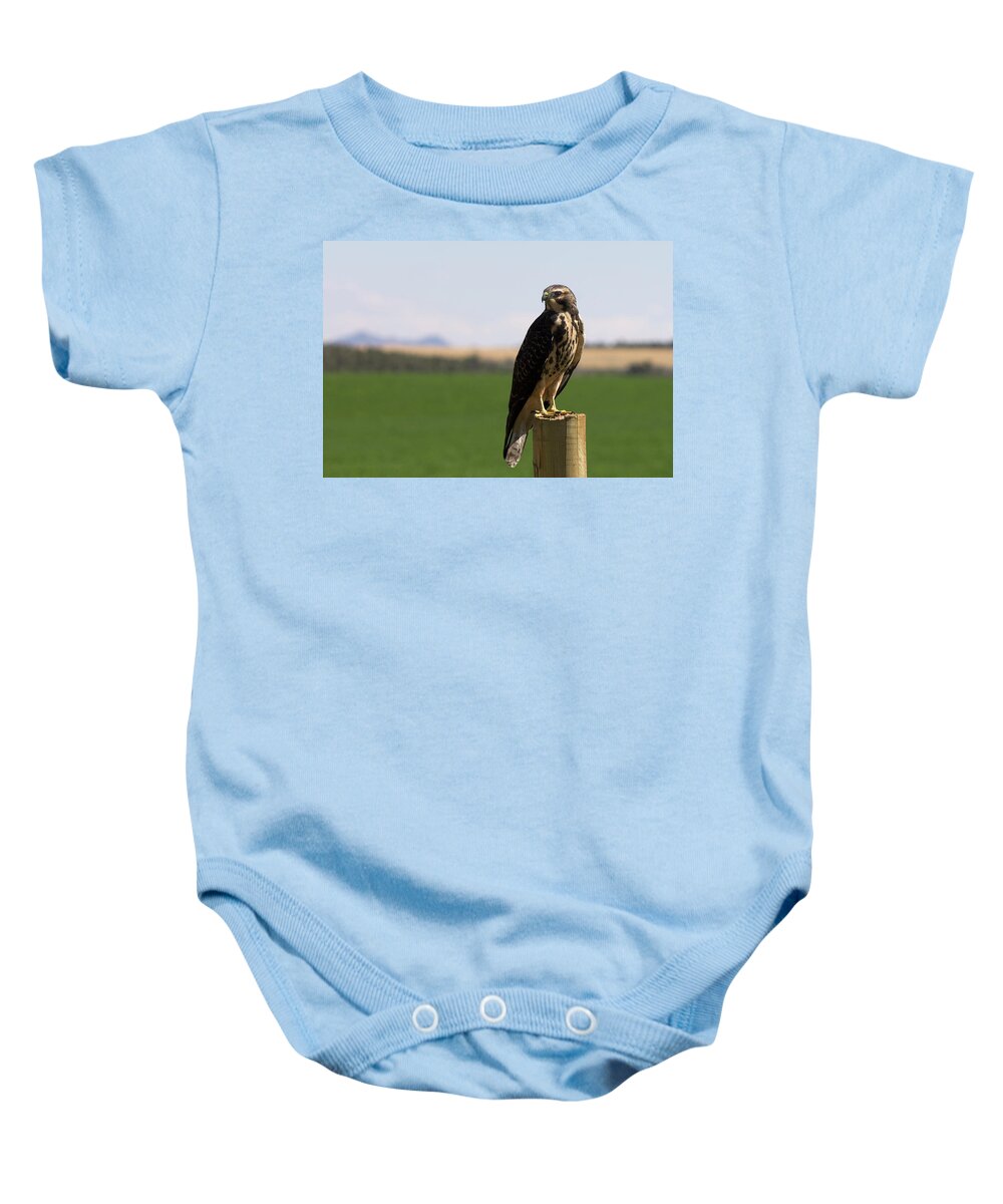 Hawk Baby Onesie featuring the photograph Red Tailed Hawk by Jonathan Thompson
