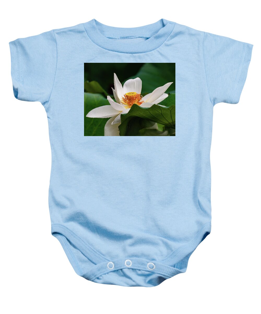 Lotus Baby Onesie featuring the photograph Lotus Flower #2 by Flees Photos