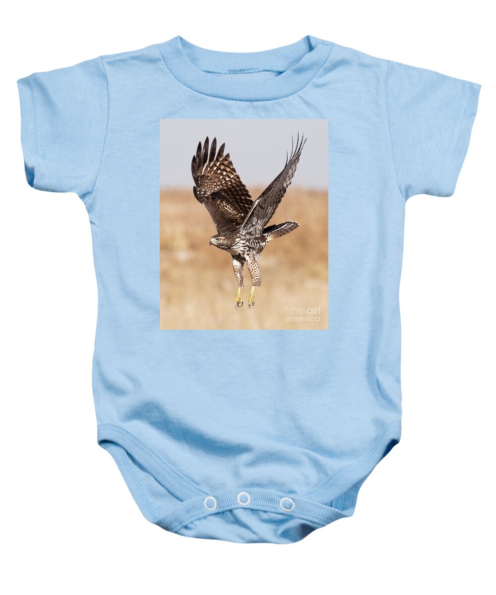 Bird Baby Onesie featuring the photograph Red-tailed Hawk on the Wing #3 by Dennis Hammer