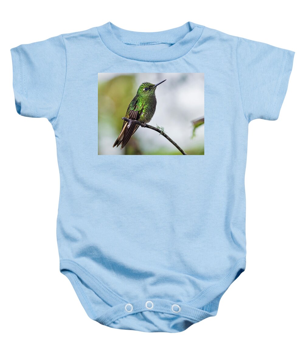 Animal In The Wild Baby Onesie featuring the photograph Buff-tailed Coronet humminbird by Henri Leduc