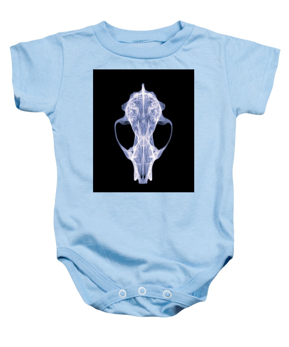 Mammal Baby Onesie featuring the photograph Fisher -2 by Rob Graham