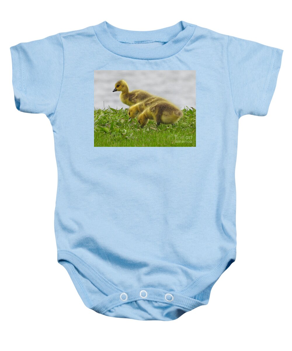 Canada Geese Baby Onesie featuring the photograph Three Canada Goslings May 2, 2022 by Sheila Lee