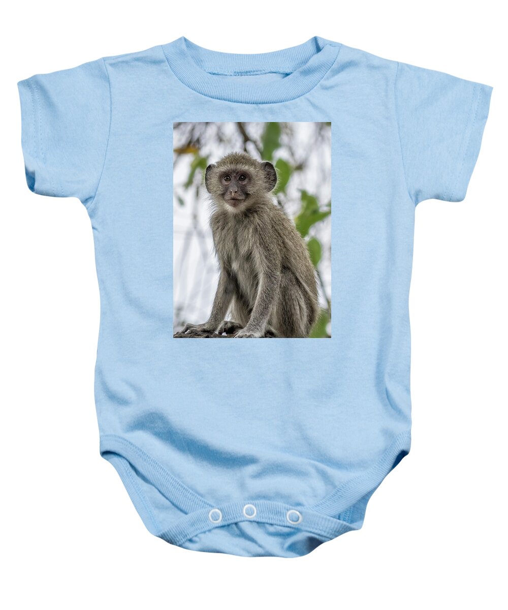 Vervet Monkey Baby Onesie featuring the photograph Young Vervet Monkey Pausing to Look At Me, No. 1 by Belinda Greb