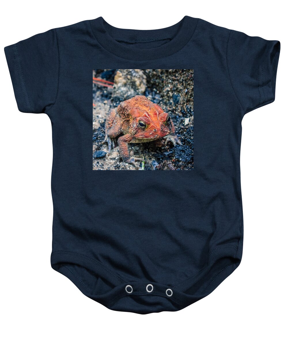 Bufo Baby Onesie featuring the photograph Bufo terrestris by Traveler's Pics
