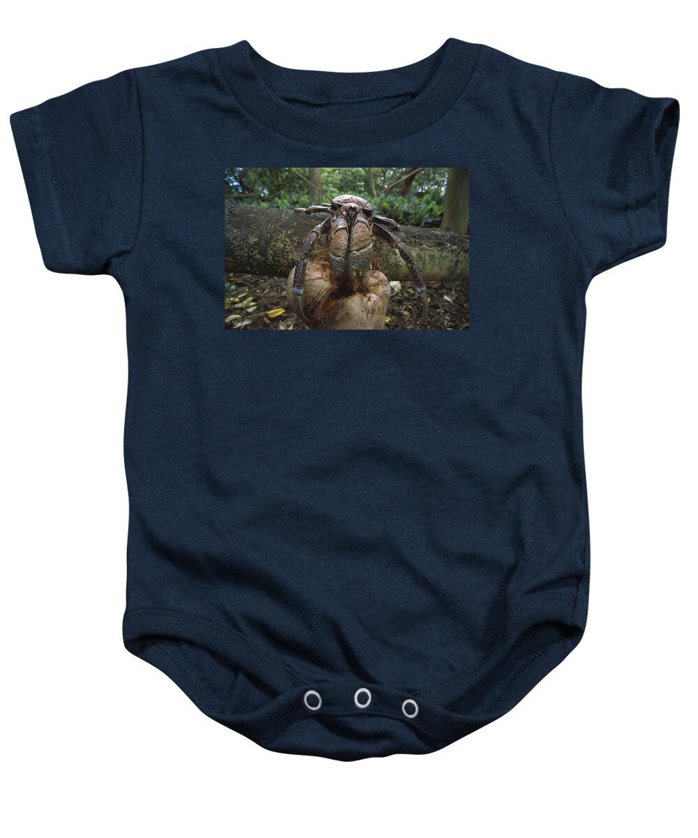 Feb0514 Baby Onesie featuring the photograph Coconut Crab Eating Palmyra Atoll by Tui De Roy