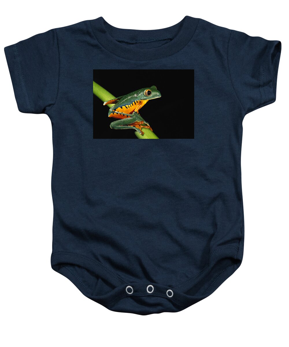 00217049 Baby Onesie featuring the photograph Splendid Leaf Frog Ecuador by Pete Oxford