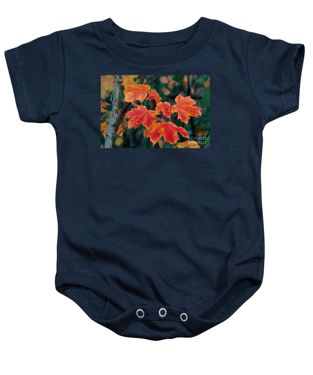 Fall Colors Baby Onesie featuring the photograph Sugar Maple Leaves by Stephen J Krasemann