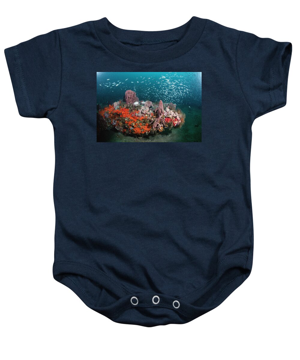 00126196 Baby Onesie featuring the photograph Coral And Schooling Fish Grays Reef Nms #1 by Flip Nicklin
