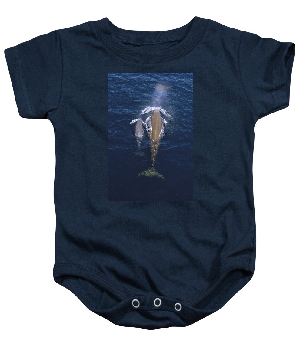 00126475 Baby Onesie featuring the photograph Bottlenose Whale And Calf Surfacing by Flip Nicklin
