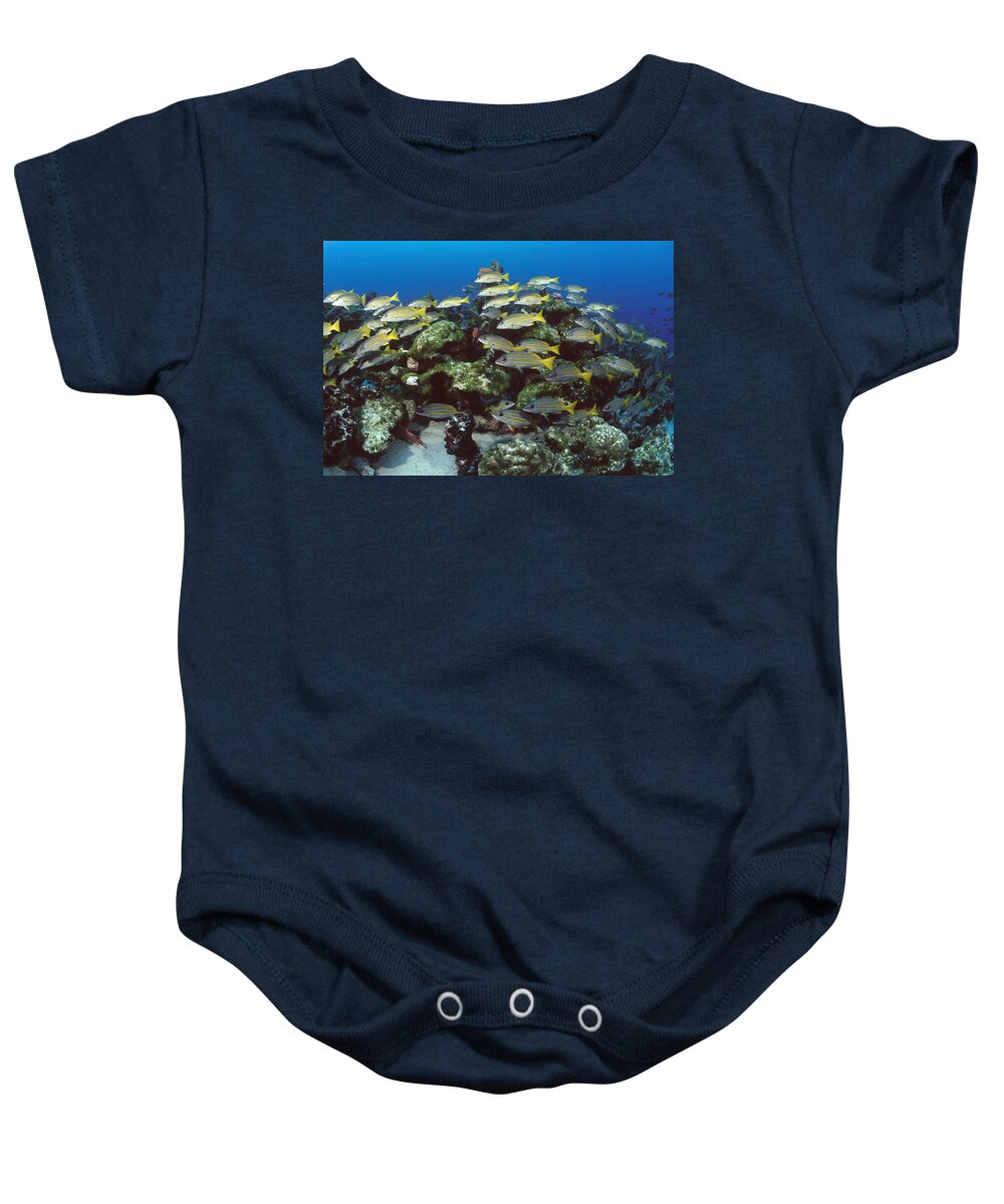 00106488 Baby Onesie featuring the photograph Grunt School Along Coral Reef Cocos by Flip Nicklin