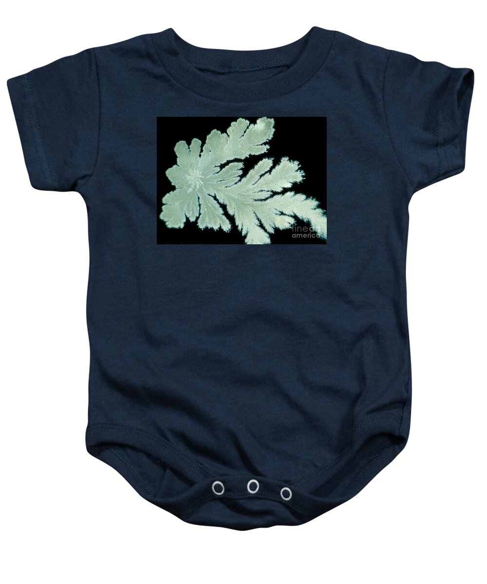 Colony Baby Onesie featuring the photograph Bacterial Colony, Lm #2 by Rubn Duro/BioMEDIA ASSOCIATES LLC
