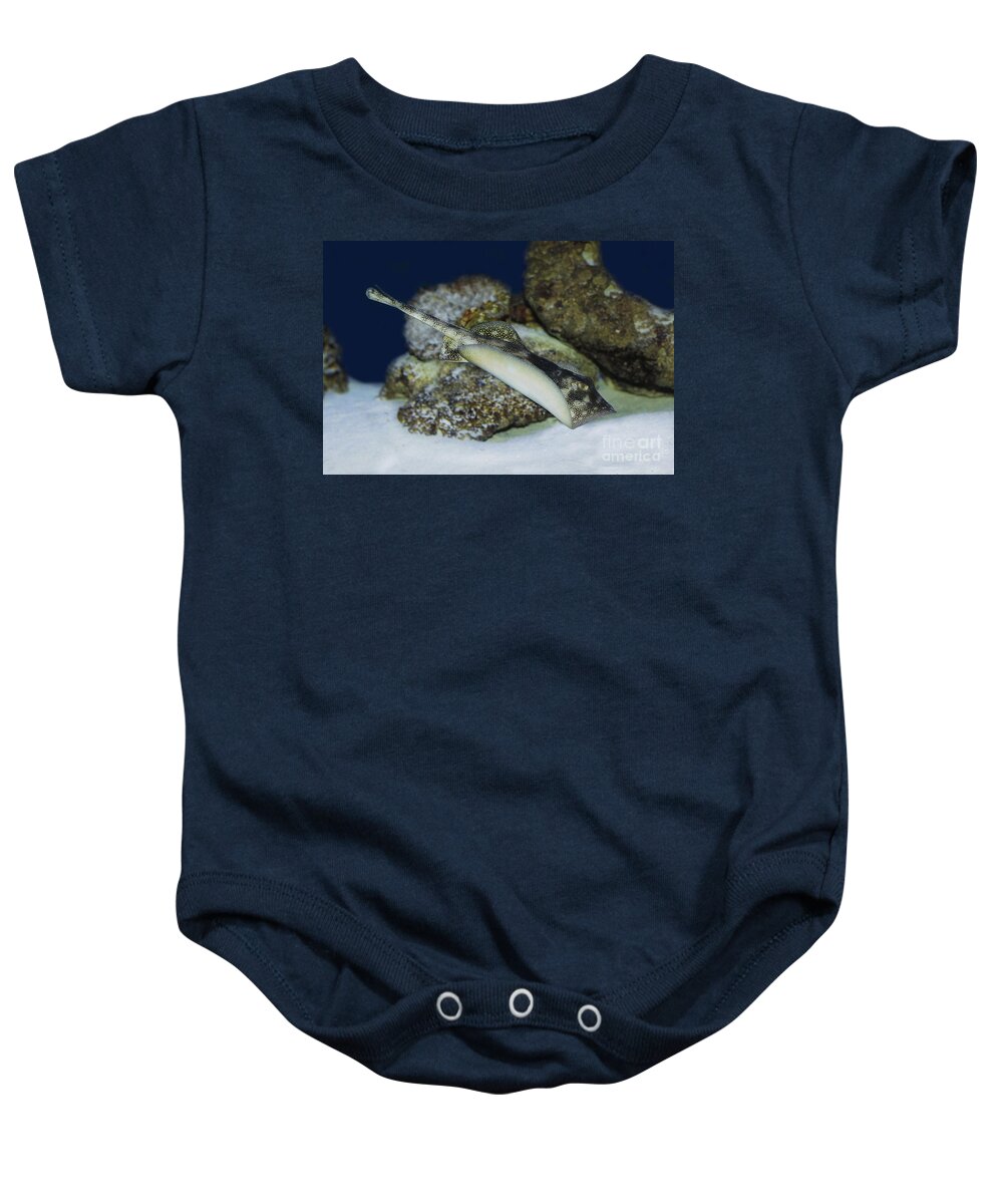 Adult Baby Onesie featuring the photograph Yellow Stingray Urolophus Jamaicensis #2 by Gerard Lacz