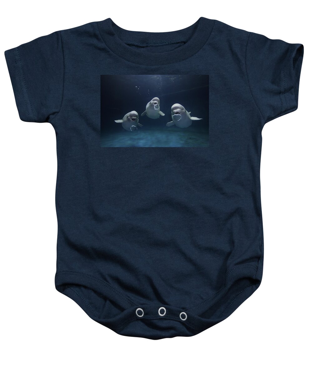 Mp Baby Onesie featuring the photograph Beluga Whale Trio Blowing Bubbles by Hiroya Minakuchi