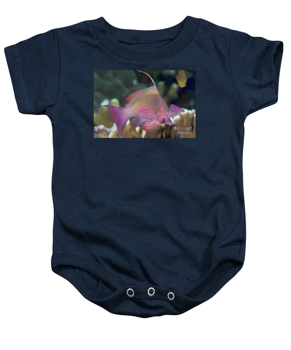 Animal Art Baby Onesie featuring the photograph Indonesia Lyre-Tail Anthias by Dave Fleetham - Printscapes