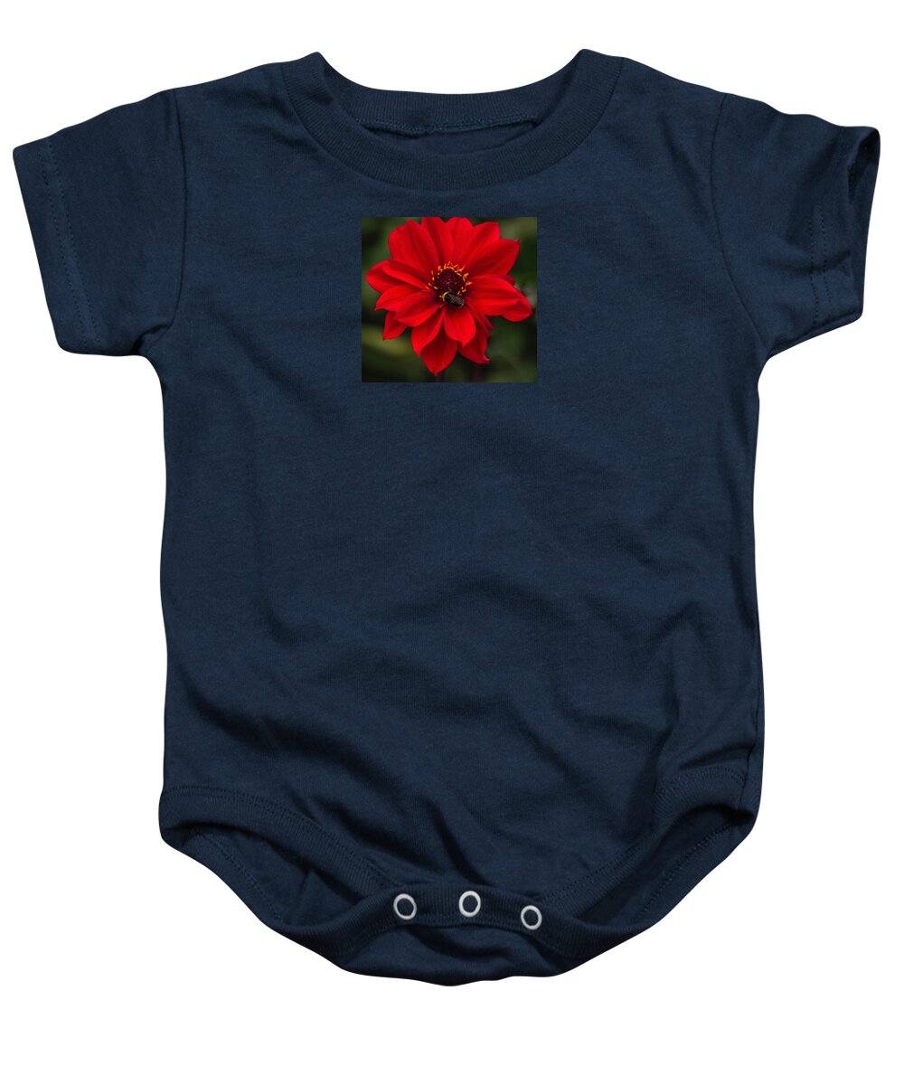 Flowers Baby Onesie featuring the photograph Ravishing Red Dahlia With Bee by Venetia Featherstone-Witty